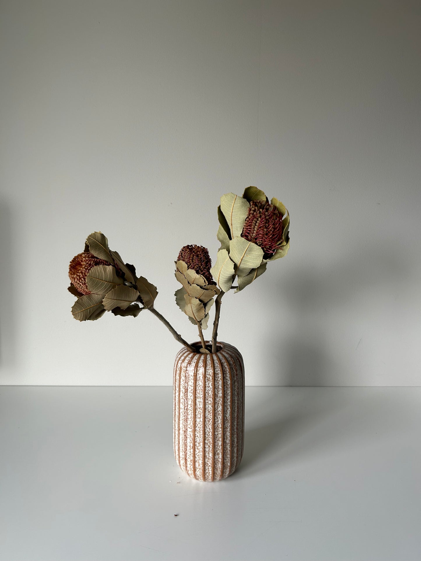 Preserved Banksia Coccinea